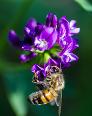 abeille sur fleur de luzerne