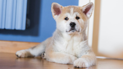 Fototapeta na wymiar Japanese Akita Inu puppy, white and red dog close up