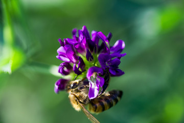 abeille sur fleur de luzerne