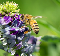 abeille sur fleur de luzerne