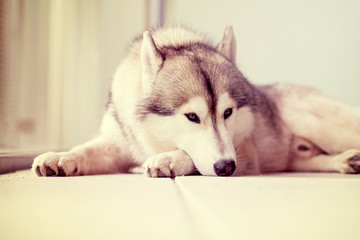 Siberian husky dog lying on a floor resting 