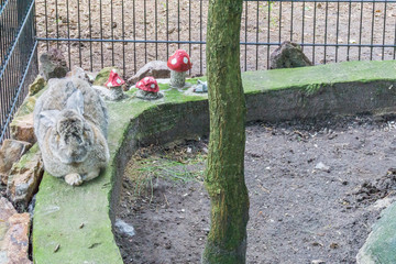 grey rabbit sleeping in a cage