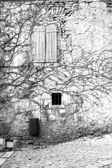 Old wall with tree climbing on window