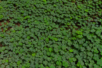Pattern Leaf