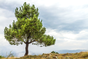 Tree alone on a cliff with cloud background
