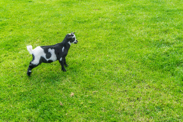 Obraz na płótnie Canvas black and white little goat stance