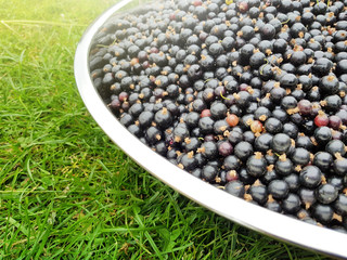 Black currant berries in stainless steel bowl on green grass