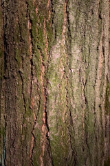 Pine bark sunny texture