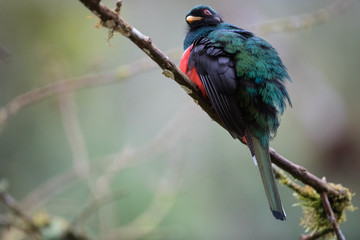 trogone maschio nella foresta montana ecuador