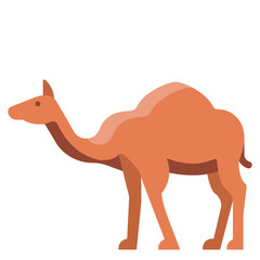 Camel flat illustration