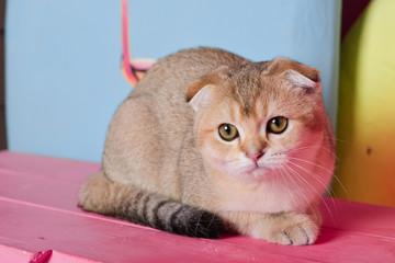 Scottish kitten posing Summer Photo