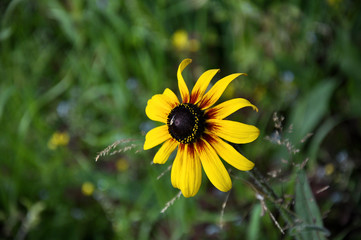 yellow rudbeckia flower on the green grass background