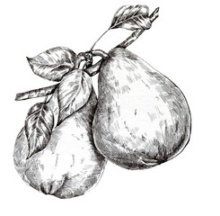 Pears on the branch with leaves painting, ink illustration