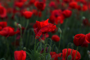 Flowers Red poppies blossom on wild field. Beautiful field red poppies with selective focus. Red poppies in soft light. Opium poppy. Glade of red poppies. Toning. Creative processing in dark low key