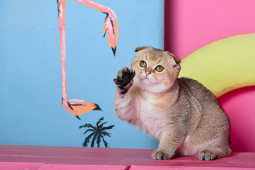 Scottish kitten posing Summer Photo