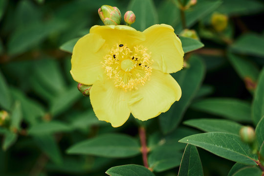 Fleur renoncule