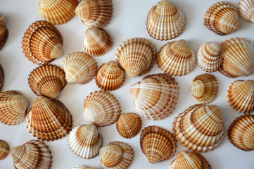 seashells