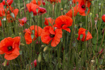Flowers Red poppies bloom on wild field. Beautiful field red poppies with selective focus. soft light. Fashionable Creative Toning. Creative processing in dark lower key. Floral background for card