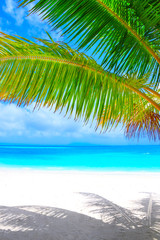 Dream beach with palm tree on white sand and turquoise ocean