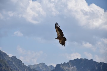 rapaces, pyrénées