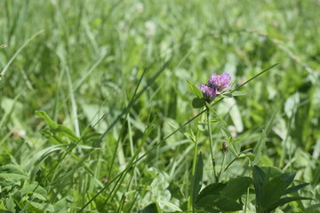 violet flower in the grass