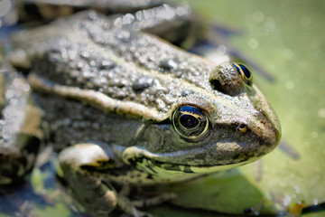 Frog