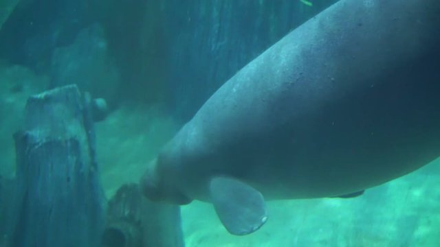 Manatees, sea cows swimming under blue water aquarium