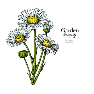 Daisy flower drawing. Vector hand drawn floral bouquet. Chamomile