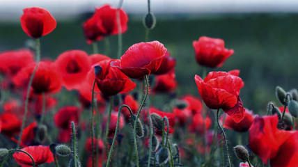Flowers Red poppies blossom on wild field. Beautiful field red poppies with selective focus. Red poppies in soft light. Opium poppy. Glade of red poppies. Toning. Creative processing in dark low key