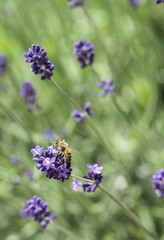 A yellow bee collecting honey and pollen from lavender flowers in lavender farm