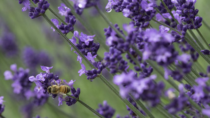 A Bee swarm around a Lavender flowers in Biei, Hokkaido, Japan