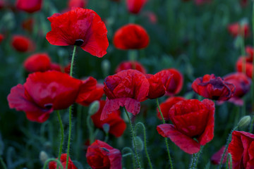 Flowers Red poppies blossom on wild field. Beautiful field red poppies with selective focus. Red poppies in soft light. Opium poppy. Glade of red poppies. Toning. Creative processing in dark low key