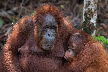 Naklejka premium Orangutan mother and cub close view