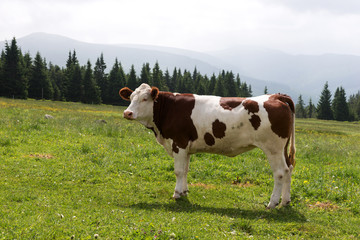 Fototapeta na wymiar A well fed cow on a pasture in the mountains