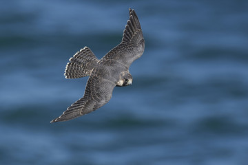 Peregrine falcon in its natural habitat in Denmark