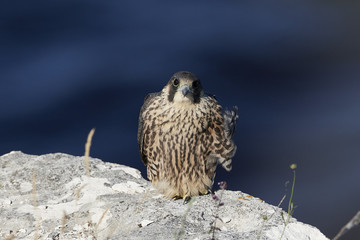 Peregrine falcon in its natural habitat in Denmark