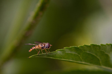 Hoverfly On Leaf.