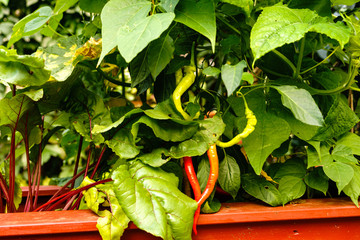 18.08.05 Hochbeet im Garten mit Peperoni