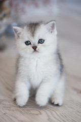 Scottish kitten posing Summer Photo