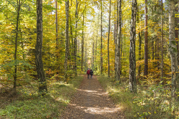 autumn trees - the autumn season begins