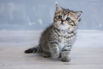 Scottish kitten posing Summer Photo