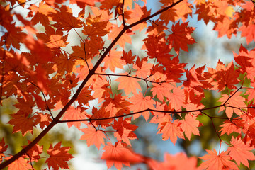 Red maple leaves border at autumn forest, blurred background. Season changing. A tree branch of maple, fall.