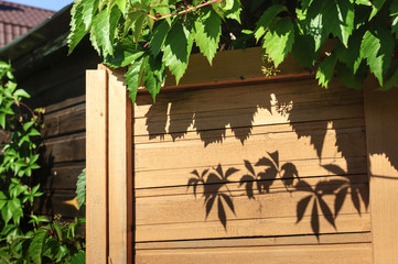 Shutters of country house with curly wild grapes
