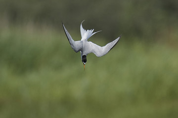 Little tern (Sternula albifrons)