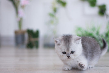 Scottish kitten british cat munchkin