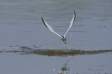 Little tern (Sternula albifrons)