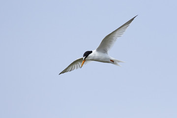 Little tern (Sternula albifrons)