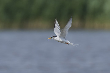 Little tern (Sternula albifrons)