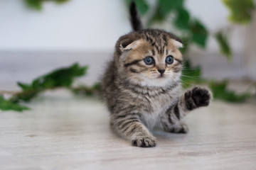 Naklejka na ściany i meble Scottish kitten british cat munchkin