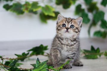 Scottish kitten posing Summer Photo